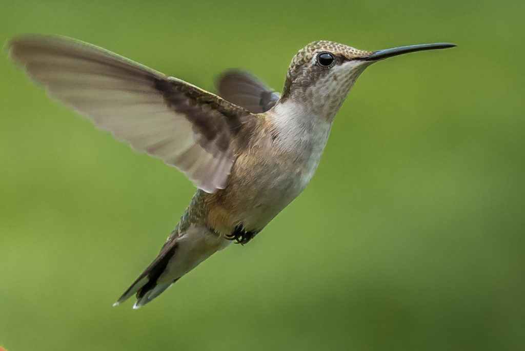 Humming Bird – Allin Sorenson Photography