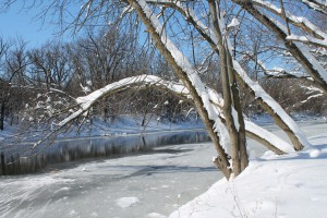 February Trees | Patricia Chrisafulli