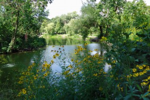 Pondscape