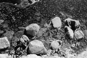 River Rocks | Pat Commins