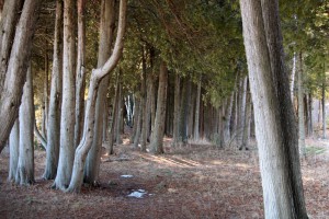 Birch Tree