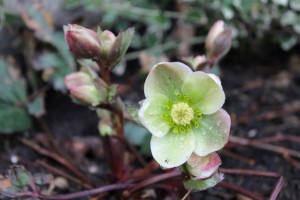 Lenten Rose