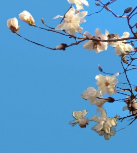 Blossoms | Mario Alberico | www.gallery119.com