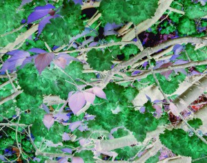 Leaves II | Mario Alberico | www.gallery119.com