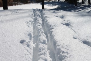 Ski Tracks in the Snow