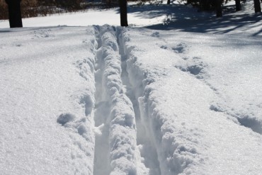 Ski Tracks in the Snow