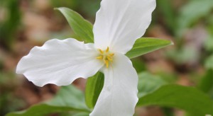 Spring Poems by Bobbi Sinha-Morey
