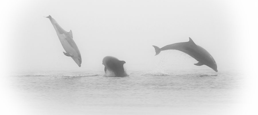 Dolphins poem by John Grey