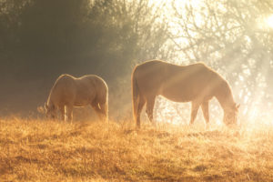 Horse Dawn- Allin Sorenson Photography